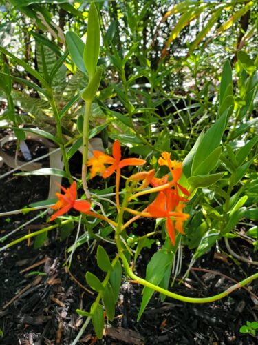 Ground orchids in Southwest Florida